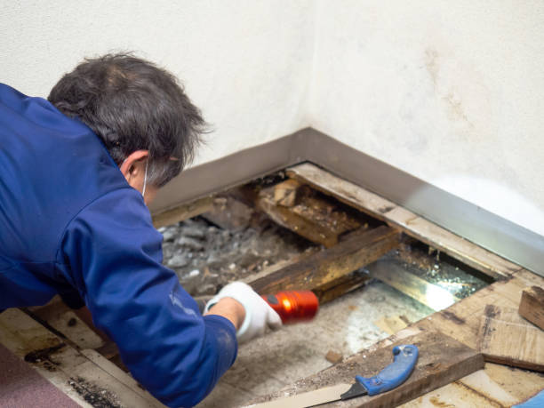 Best Black Mold Remediation in Bluffton, OH