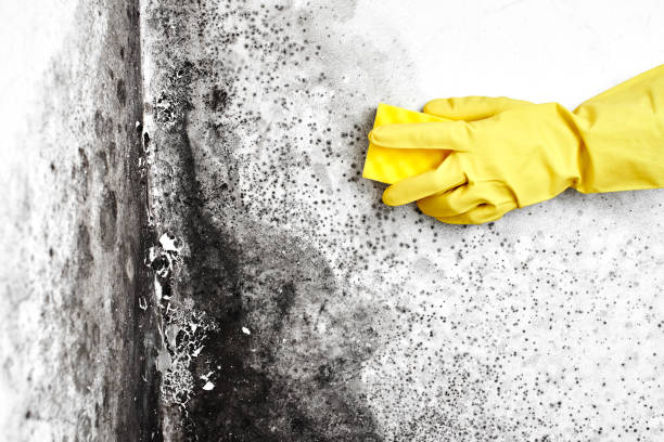 Best Emergency Mold Remediation in Bluffton, OH