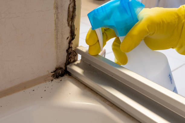 Best Post-Flood Mold Remediation in Bluffton, OH