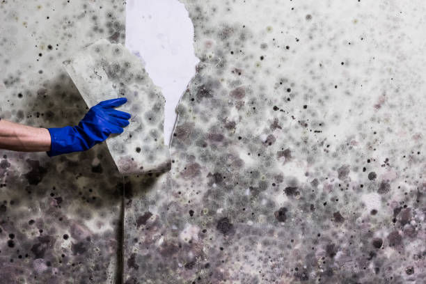 Best Residential Mold Remediation in Bluffton, OH